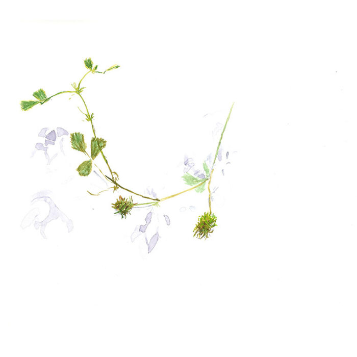 PRODUCERS-PARASITES-HOSTS (watercolours and more)